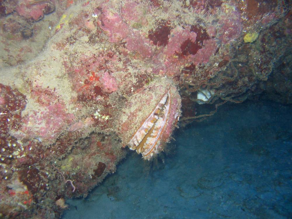 IMG_1358 copie.jpg