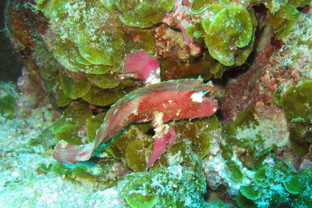 POISSON FEUILLE 6 copie.jpg