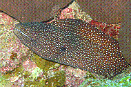 IMG_0131 copie.jpg