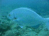 IMG_1272 copie.jpg