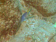 IMG_1290 copie.jpg