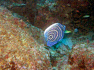IMG_1326 copie.jpg