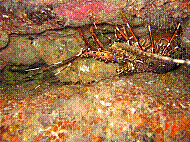 IMG_1351 copie.jpg