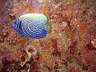 IMG_1354 copie.jpg