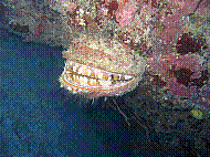 IMG_1359 copie.jpg