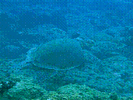 IMG_1362 copie.jpg