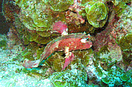 POISSON FEUILLE 6 copie.jpg