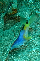 DSC00226 copie.jpg