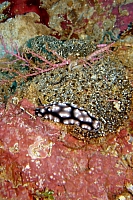 DSC00383 copie.jpg