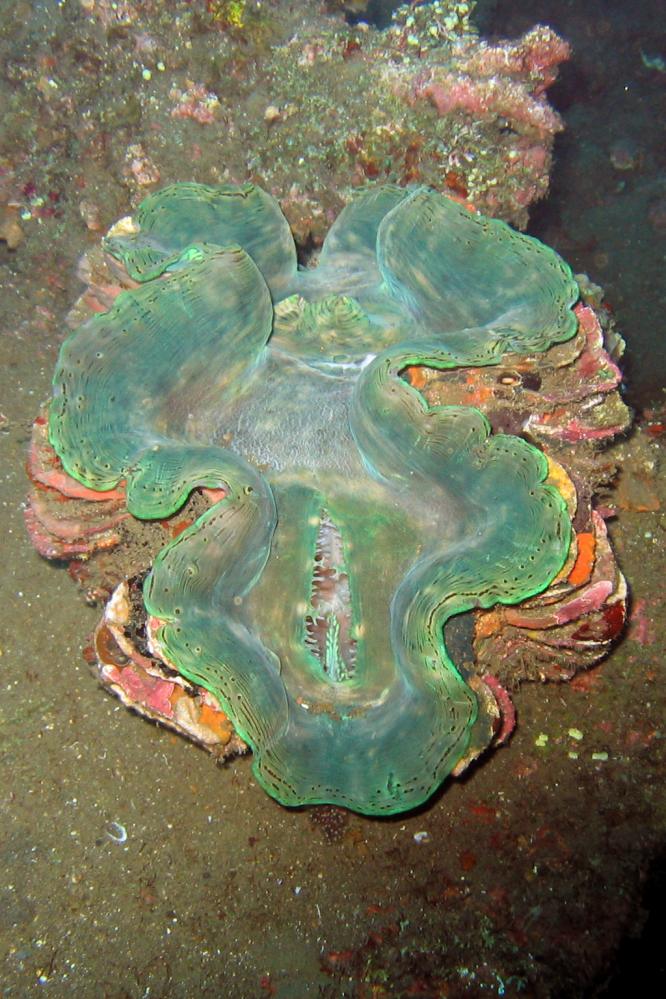 INDONESIE TULEMBEN (29).jpg