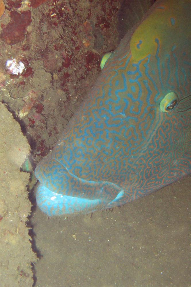 INDONESIE TULEMBEN (85).jpg
