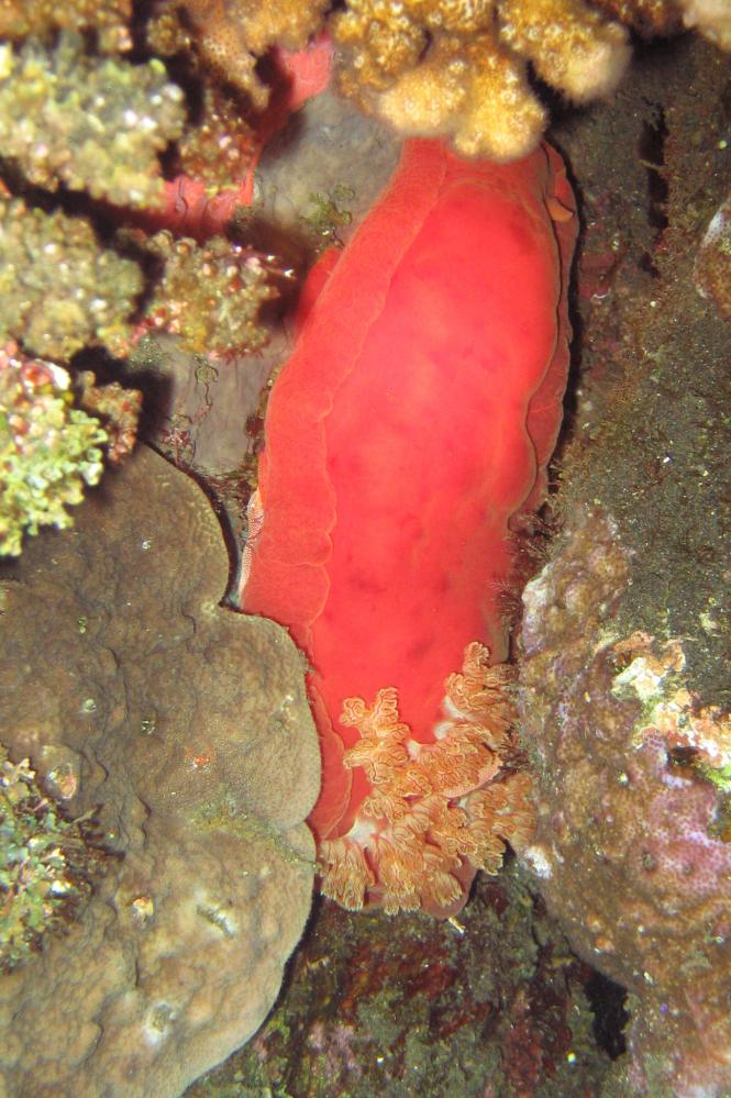 INDONESIE TULEMBEN (86).jpg