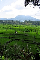 INDONESIE TULEMBEN (01).jpg
