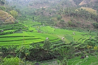INDONESIE TULEMBEN (1).jpg