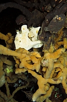 INDONESIE TULEMBEN (10).jpg