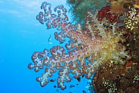 INDONESIE TULEMBEN (11).jpg