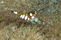 INDONESIE TULEMBEN (19).jpg