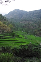 INDONESIE TULEMBEN (1A).jpg