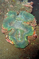 INDONESIE TULEMBEN (29).jpg