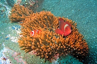INDONESIE TULEMBEN (50).jpg