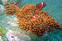 INDONESIE TULEMBEN (51).jpg