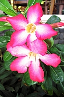INDONESIE TULEMBEN (58A).jpg