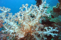 INDONESIE TULEMBEN (67A).jpg