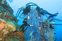INDONESIE TULEMBEN (78A).jpg