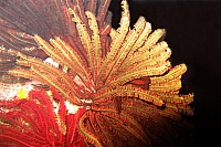 INDONESIE TULEMBEN (81).jpg