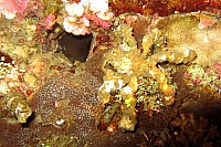 INDONESIE TULEMBEN (83).jpg