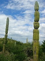 DSC02007.JPG