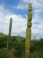 DSC02008.JPG