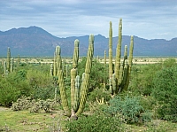 DSC02009.JPG