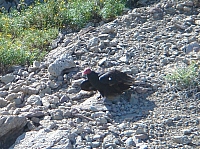 DSC02306.JPG