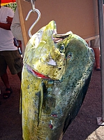 DSC02406.JPG