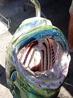 DSC02409.JPG