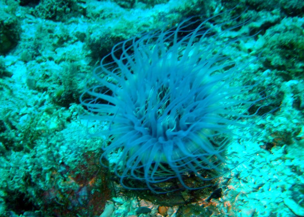 ANEMONE TUBE 1.JPG