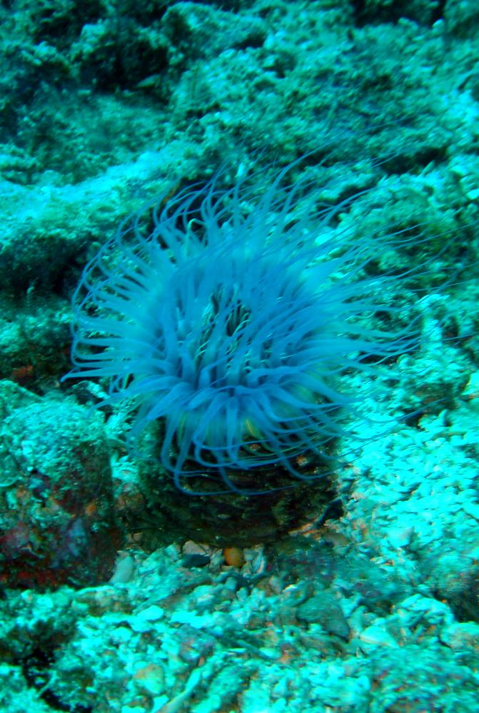 ANEMONE TUBE 2.JPG
