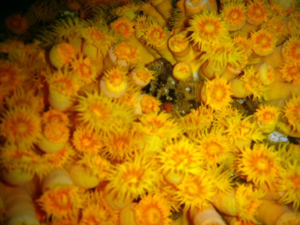CORAIL TUBE ORANGE (Tubastrea coccinea).JPG