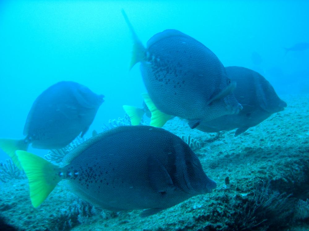 Chirurgien a queue jaune ( prionurus laticlavius) 3.JPG