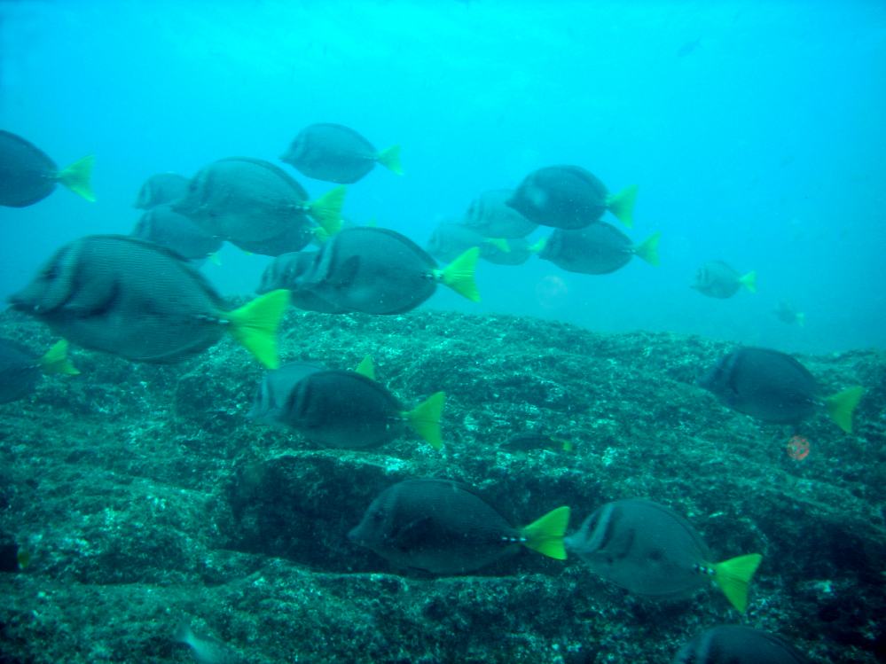 Chirurgien a queue jaune ( prionurus laticlavius) 6.JPG