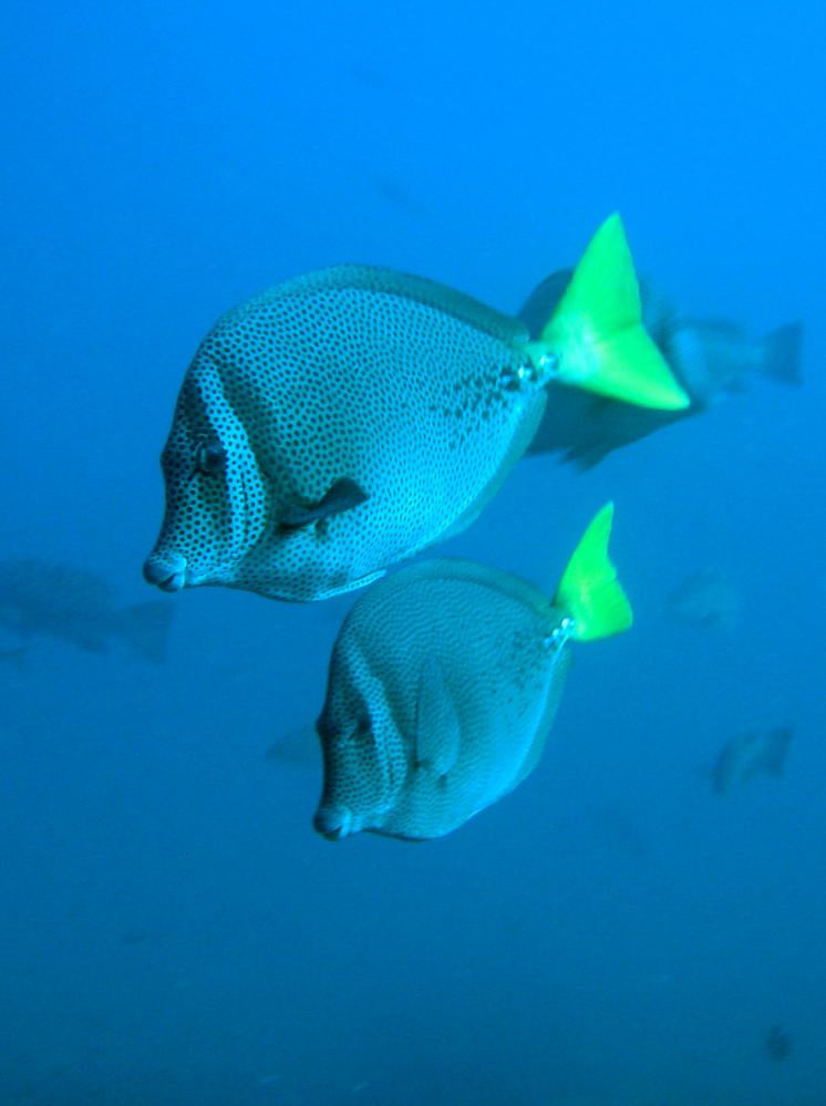 Chirurgien a queue jaune ( prionurus laticlavius) 7.JPG