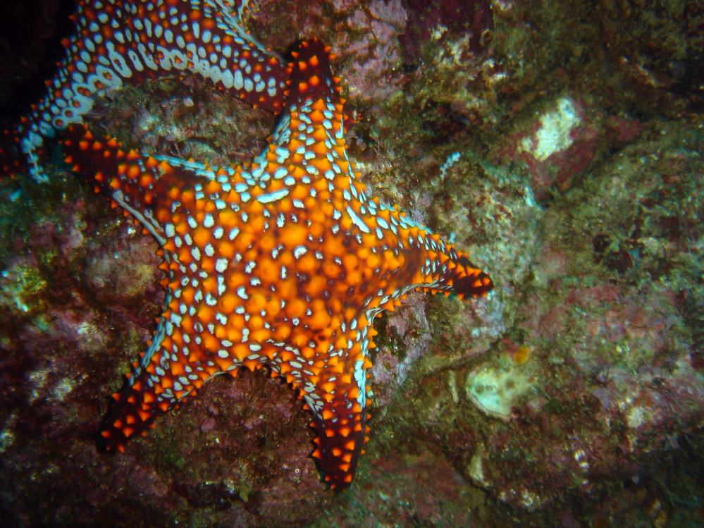 ETOILE DE MER 1.JPG