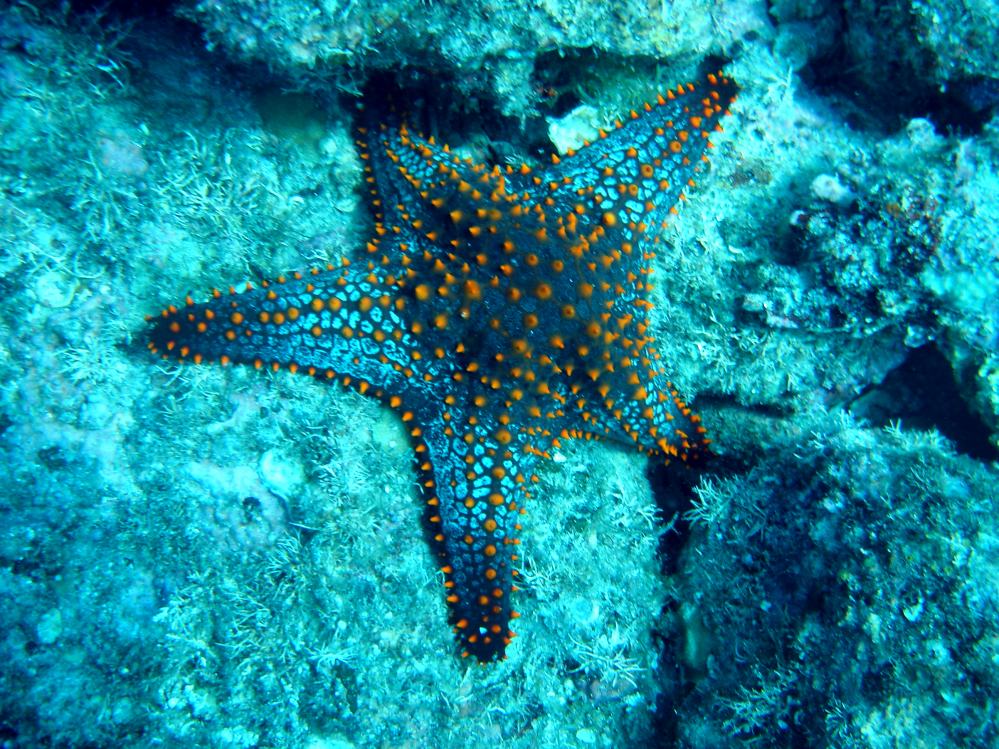 ETOILE DE MER 2.JPG