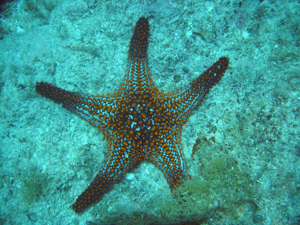 ETOILE DE MER 4.JPG