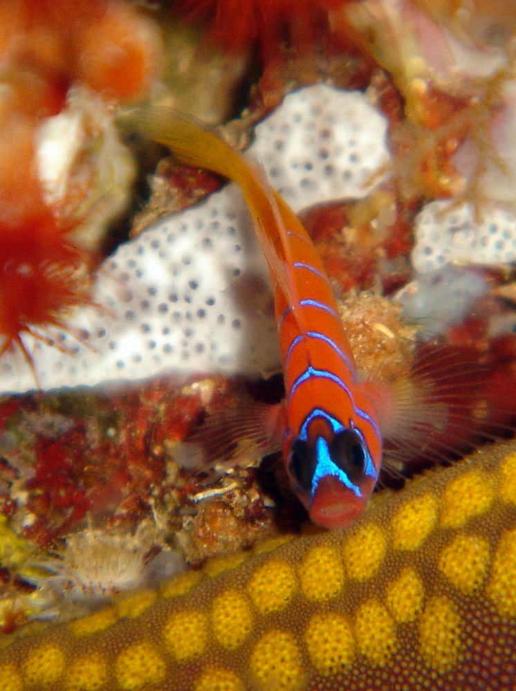 GOBIE (Lythrypnus gilberti).JPG