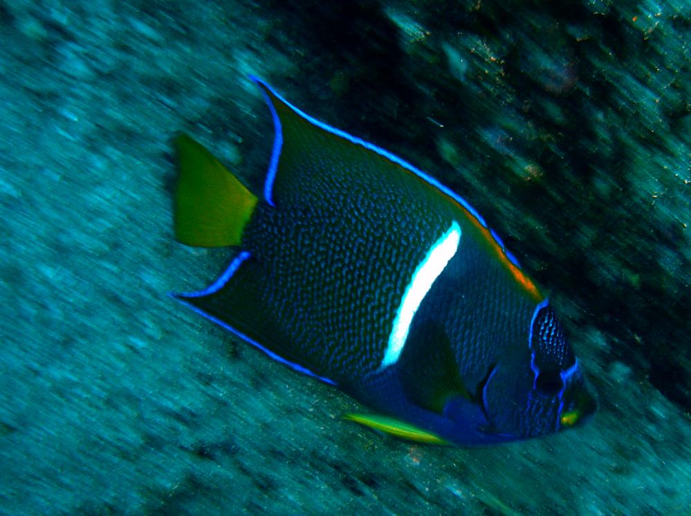 Holacanthus passer POISSON ANGE ROI 4.JPG