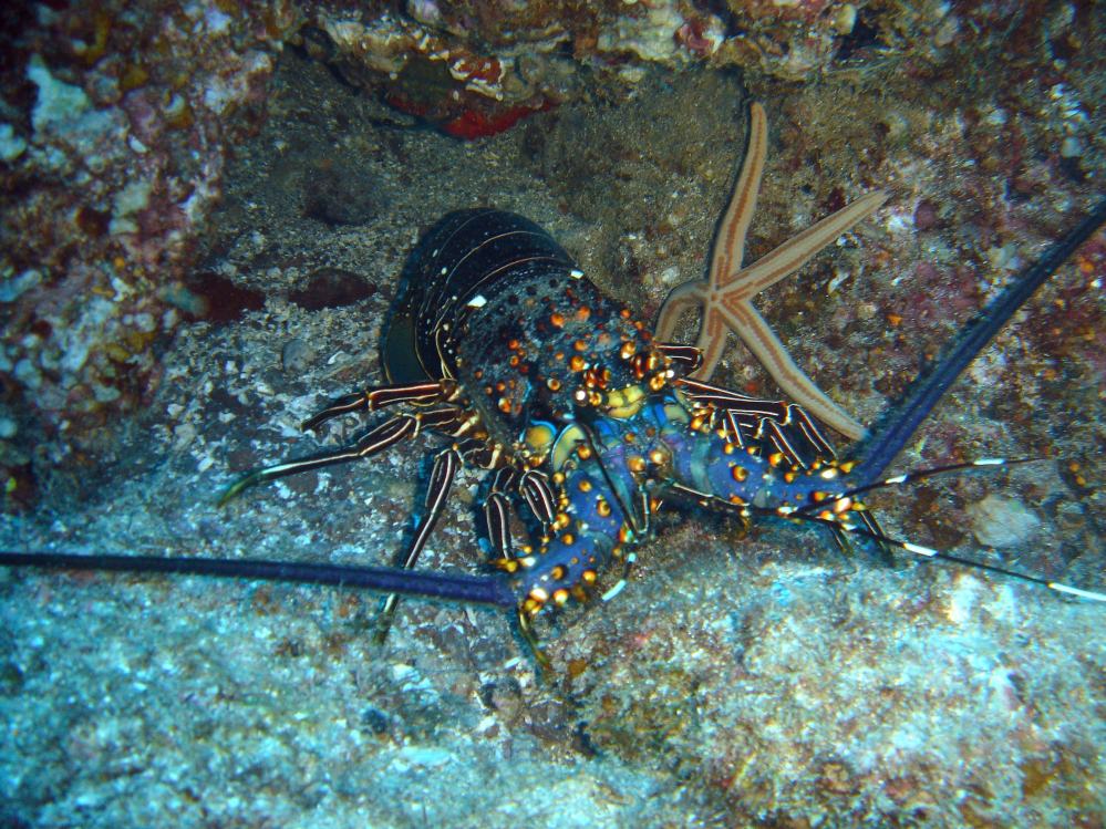 LANGOUSTE (Panulirus Versicolor) 3.JPG