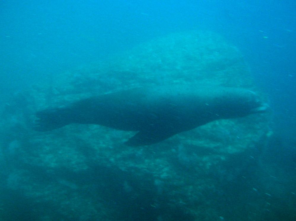 LION DE MER (1).JPG