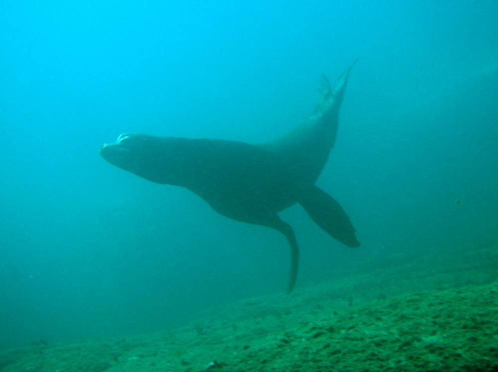 LION DE MER (11).JPG